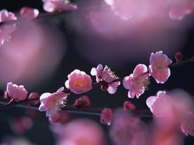 400_GA013_L.jpg